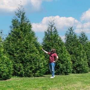 Trees