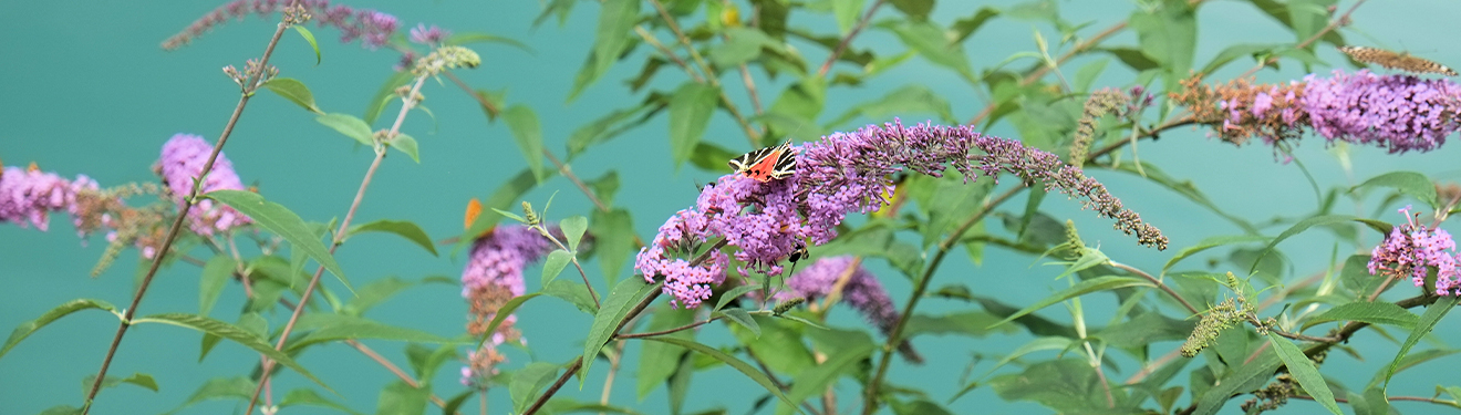 Transfer Banner - Perfect Plants - 4.5.26