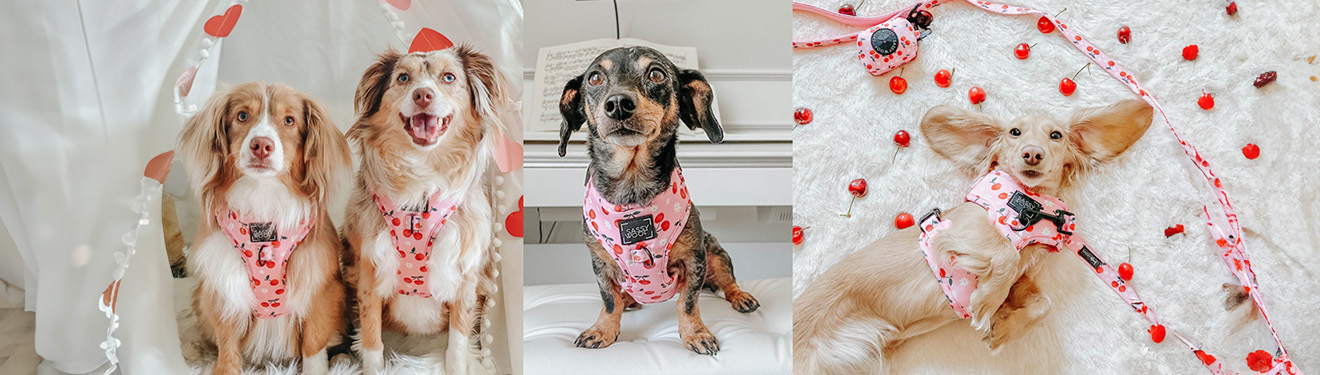 Transfer Banner - Sassywoof - 1.18.26