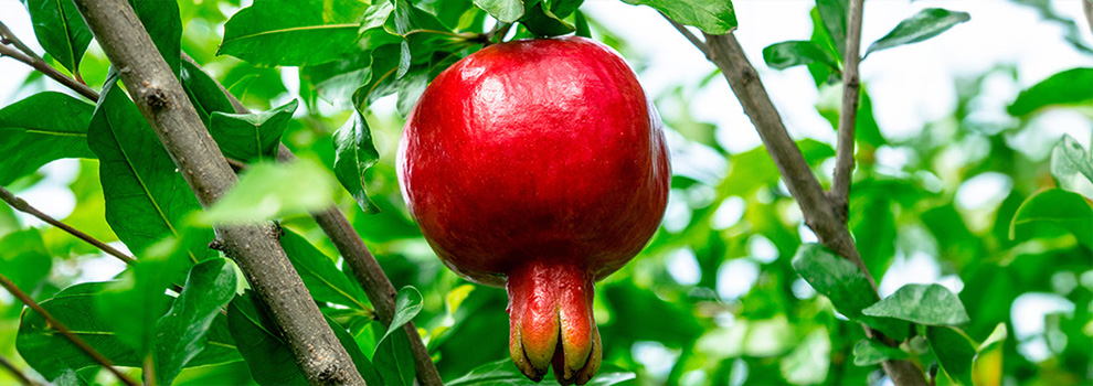 Featured Brand Banner - Perfect Plants - 4.17.25 Featured Brand Banner - Perfect Plants - 4.17.25